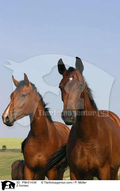 Doppelportrait / 2 horses / PM-01436