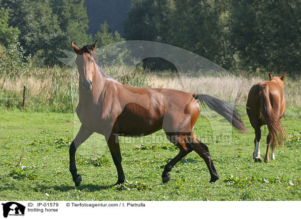 trabendes Deutsches Sportpferd / trotting horse / IP-01579
