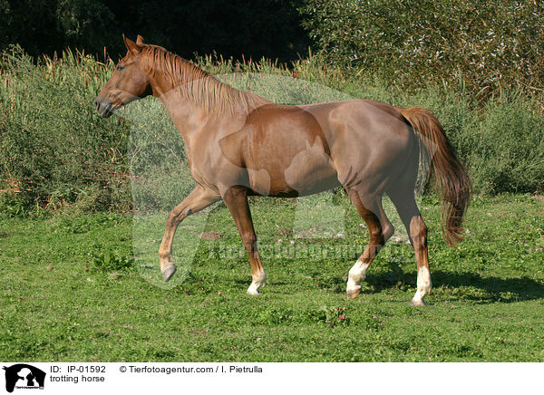 trotting horse / IP-01592