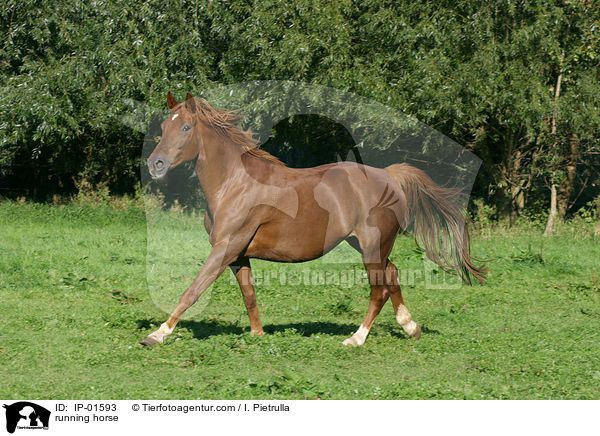 rennendes Deutsches Sportpferd / running horse / IP-01593