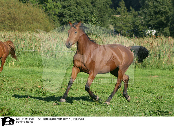trotting horse / IP-01595