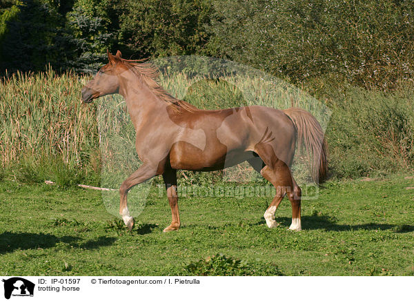 trotting horse / IP-01597