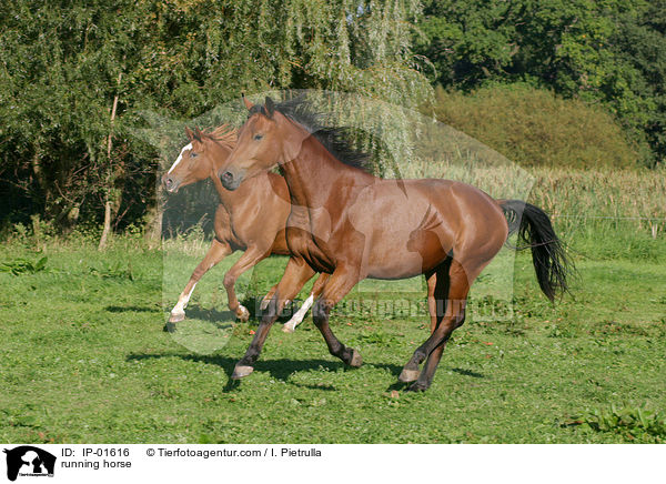 rennendes Deutsches Sportpferd / running horse / IP-01616