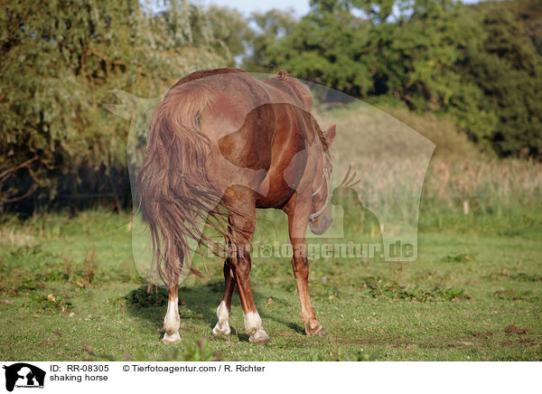 Pferd schttelt sich nach dem wlzen / shaking horse / RR-08305