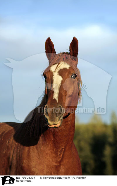 Pferdeportrait / horse head / RR-08307
