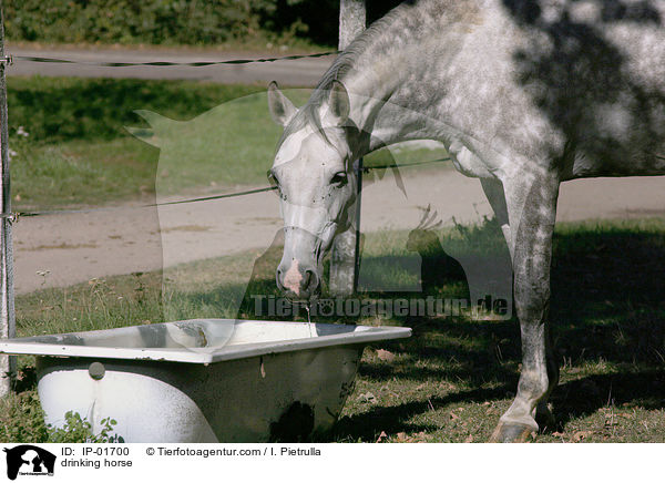 drinking horse / IP-01700