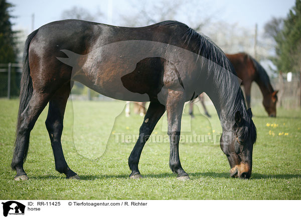 Deutsches Reitpferd / horse / RR-11425