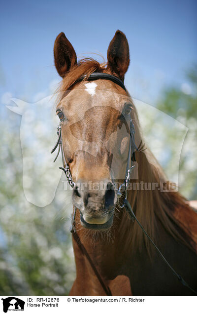 Horse Portrait / RR-12676