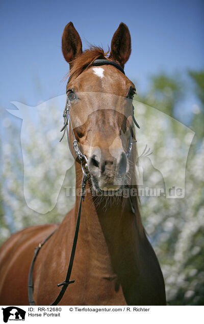 Horse Portrait / RR-12680