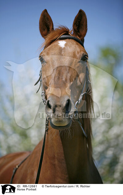 Horse Portrait / RR-12681