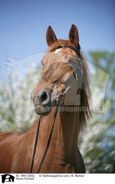 Horse Portrait / RR-12682
