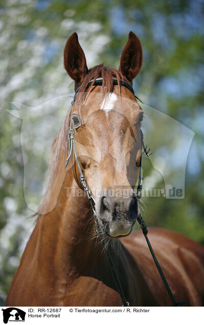 Horse Portrait / RR-12687