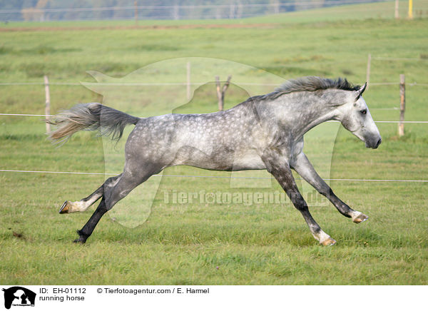 running horse / EH-01112