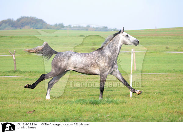 running horse / EH-01114