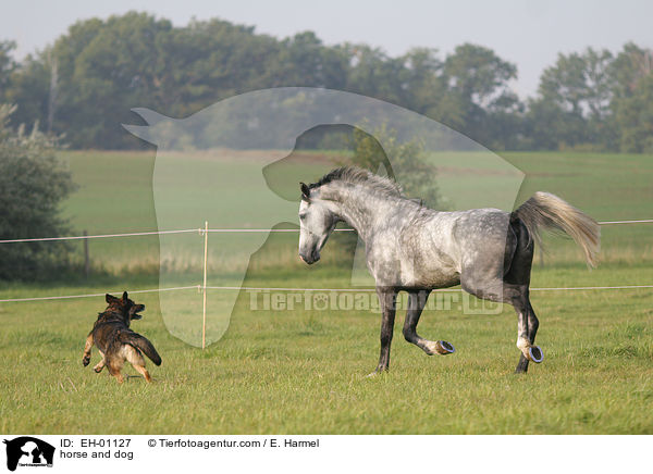 Pferd und Hund / horse and dog / EH-01127