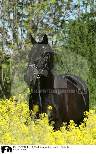 Rappe im Rapsfeld / black horse / IP-02164