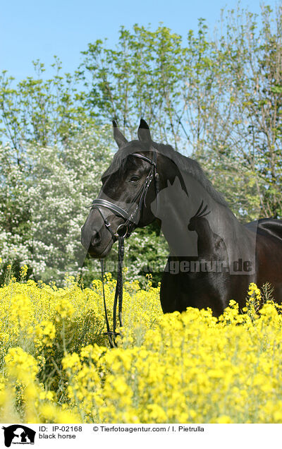 Rappe im Rapsfeld / black horse / IP-02168