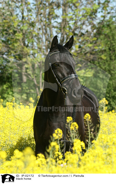 Rappe im Rapsfeld / black horse / IP-02172