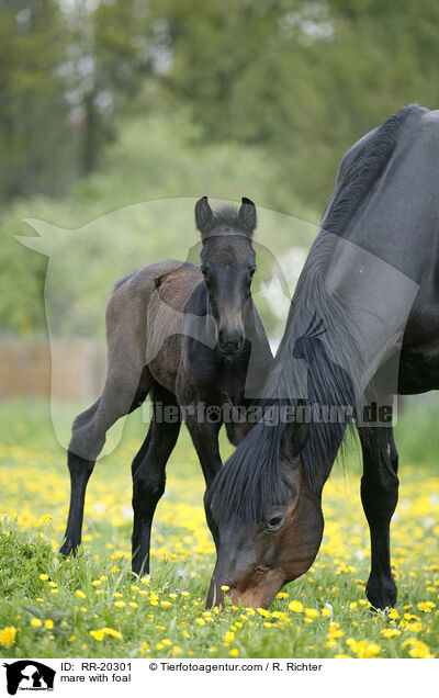Stute mit Fohlen / mare with foal / RR-20301