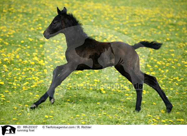 running foal / RR-20307