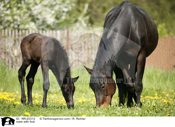 Stute mit Fohlen / mare with foal / RR-20312