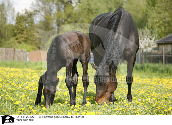 Stute mit Fohlen / mare with foal / RR-20322