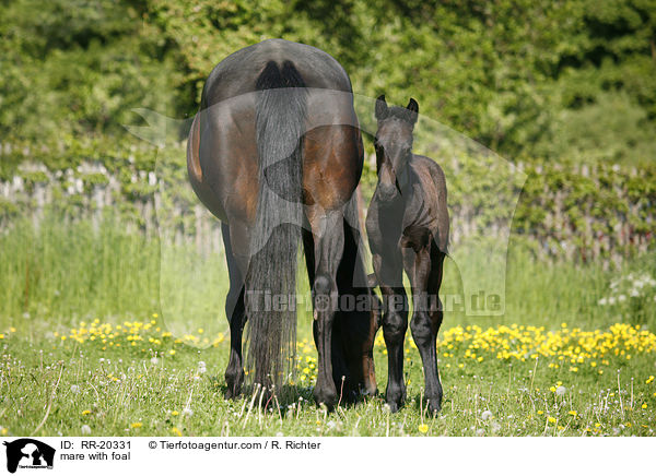 Stute mit Fohlen / mare with foal / RR-20331