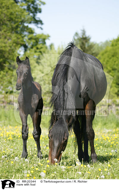 Stute mit Fohlen / mare with foal / RR-20344