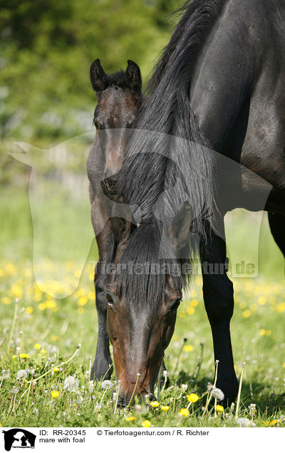 Stute mit Fohlen / mare with foal / RR-20345