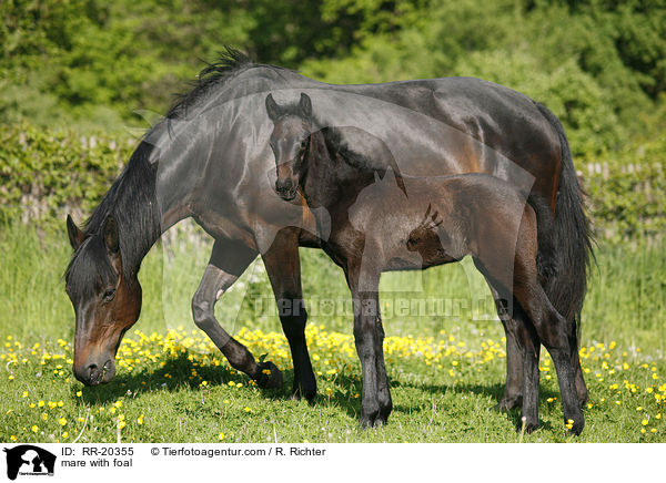 Stute mit Fohlen / mare with foal / RR-20355