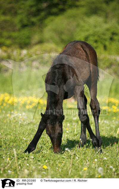 grasendes Fohlen / grazing foal / RR-20390
