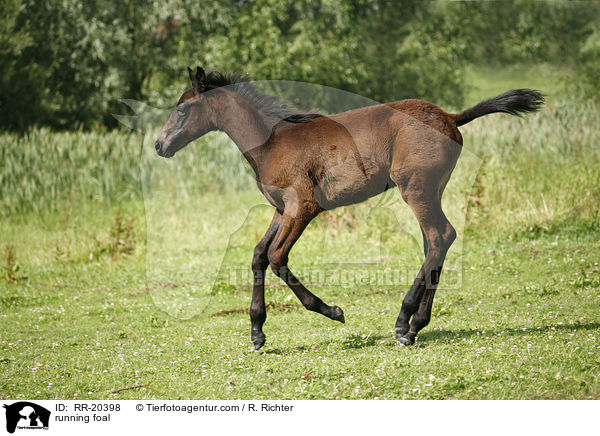 rennendes Fohlen / running foal / RR-20398