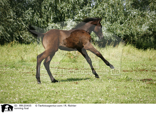 rennendes Fohlen / running foal / RR-20405