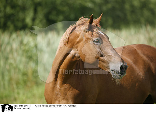 horse portrait / RR-20411