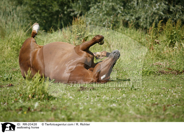 sich wlzendes Pferd / wallowing horse / RR-20426