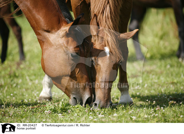 Deutsches Reitpferd Portrait / horse portrait / RR-20427