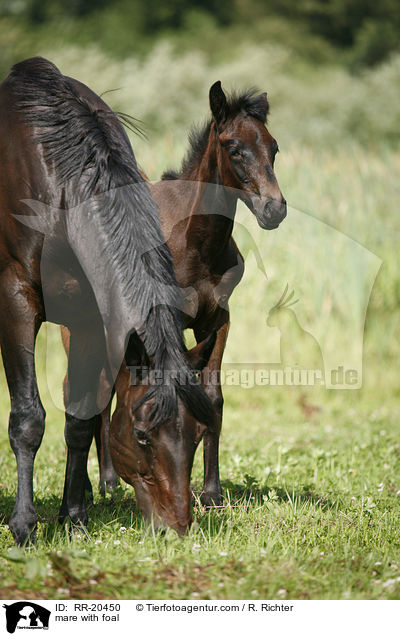 Stute mit Fohlen / mare with foal / RR-20450