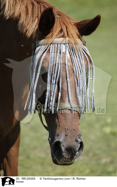 Pferd mit Fliegenfransen / horse / RR-26569