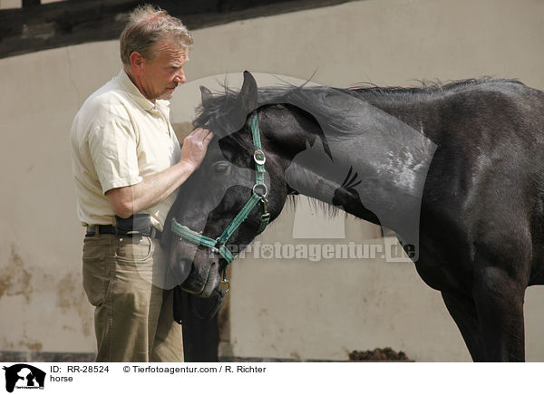 Deutsches Sportpferd / horse / RR-28524