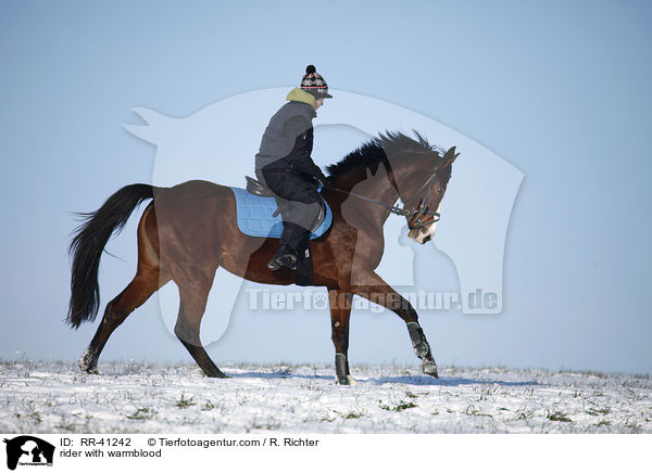 Reiter mit Deutschem Sportpferd / rider with warmblood / RR-41242