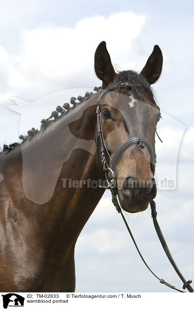 Deutsches Sportpferd Portrait / warmblood portrait / TM-02833