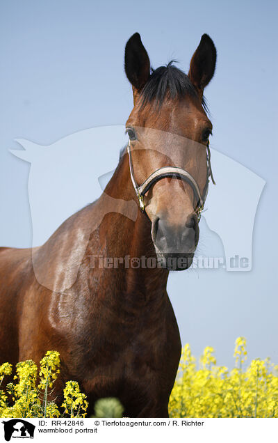 warmblood portrait / RR-42846