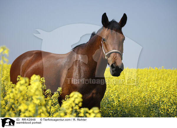 warmblood portrait / RR-42848