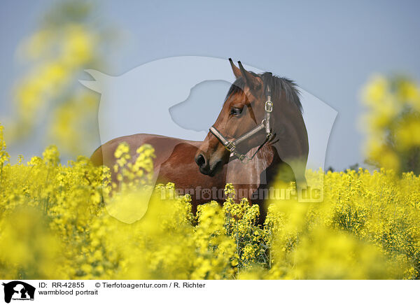 warmblood portrait / RR-42855