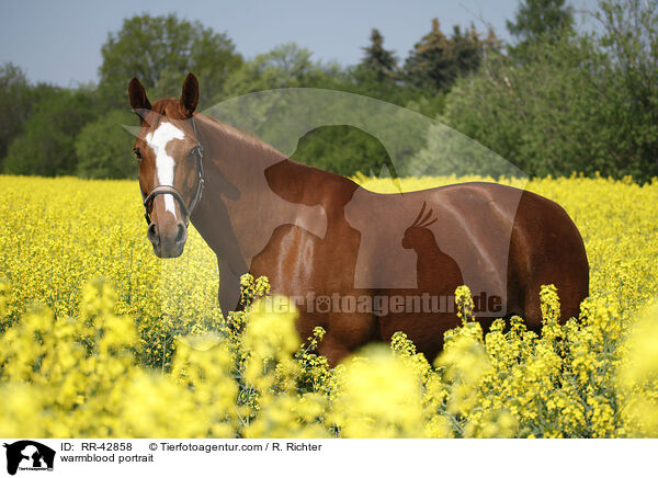 Deutsches Sportpferd Portrait / warmblood portrait / RR-42858