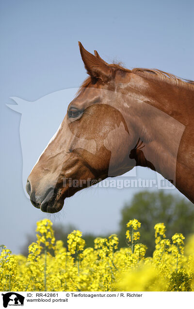 warmblood portrait / RR-42861