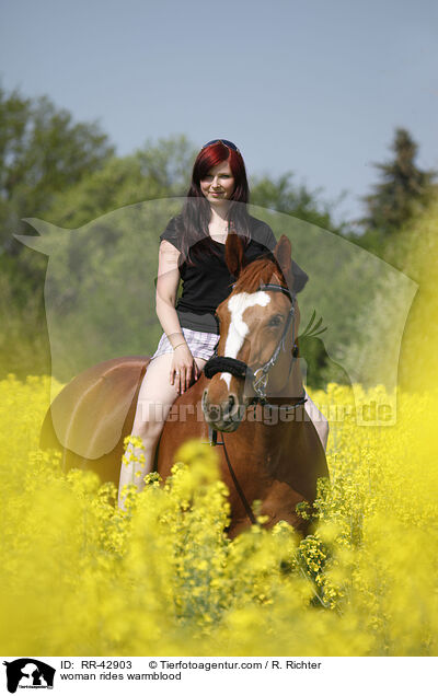 Frau reitet Deutsches Sportpferd / woman rides warmblood / RR-42903