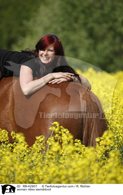 Frau reitet Deutsches Sportpferd / woman rides warmblood / RR-42907