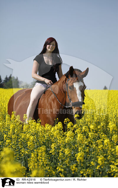 Frau reitet Deutsches Sportpferd / woman rides warmblood / RR-42916