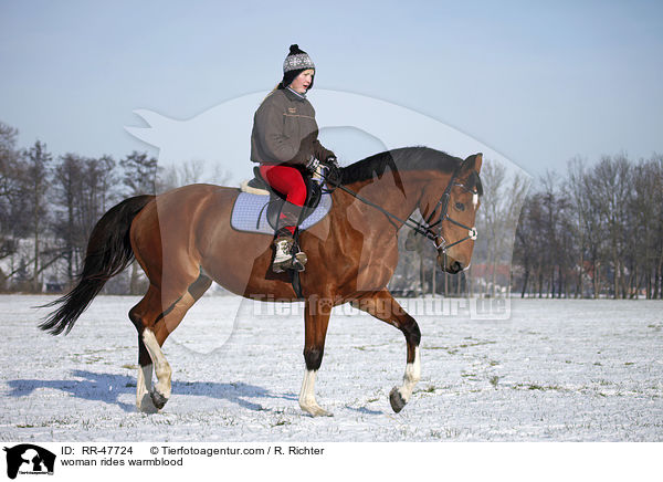 Frau reitet Deutsches Sportpferd / woman rides warmblood / RR-47724